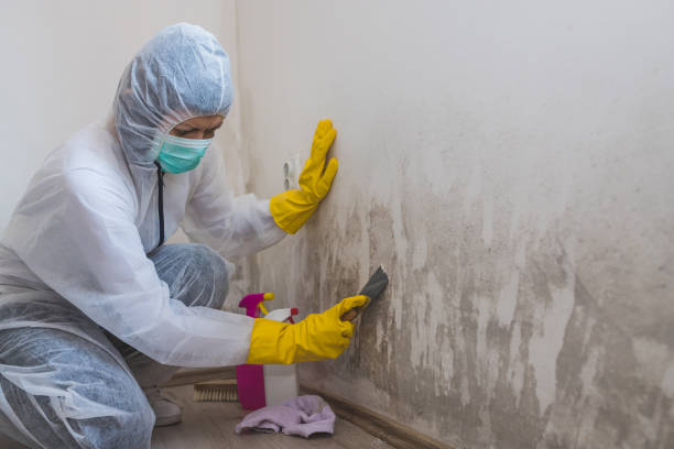 Mold Testing and Removal in Grandwood Park, IL