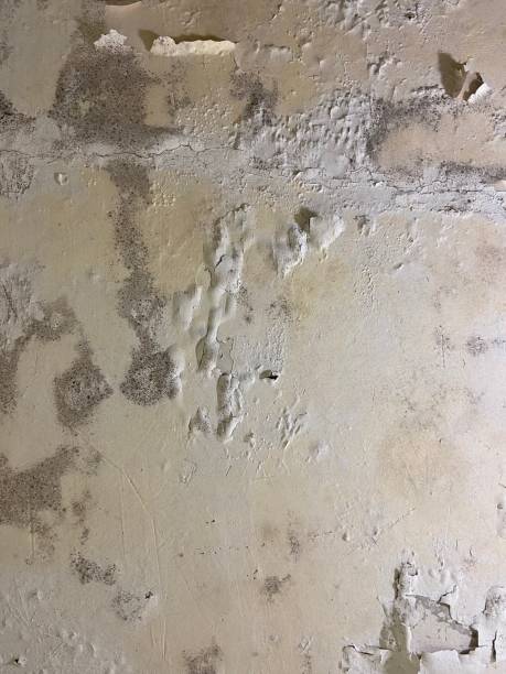 Best Office Mold Removal Services  in Grandwood Park, IL
