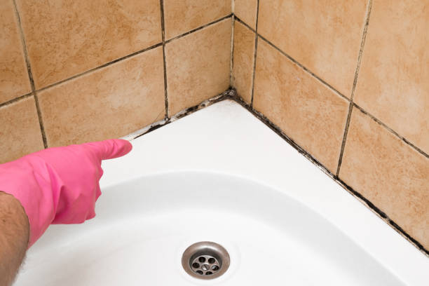 Best Mold Cleaning Services  in Grandwood Park, IL